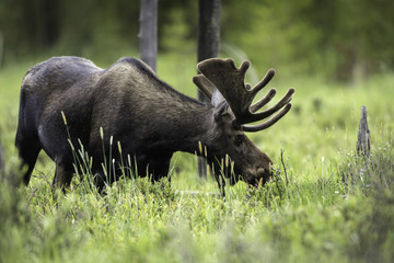 Bull Moose in the Colorado Rockies