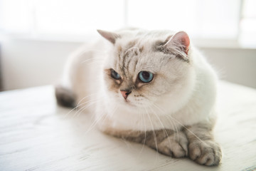 Cute blue-eyed cat