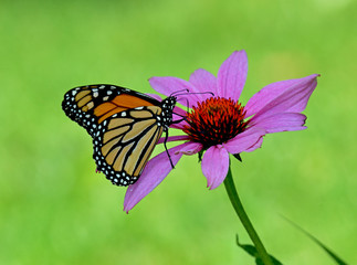 Monarch butterfly on purple cone flower Danaus plexippus