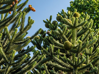 Chilean Araucaria Trees in a blue summer sky