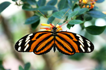 Tiger Longwing  Butterfly Heliconius Ismenius feeding on flower