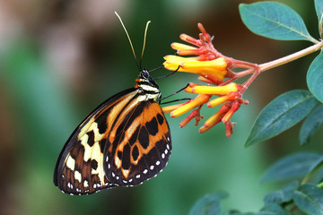 Butterfly Tiger Mimic Lycorea halia cleobaea tropical milkweed butterfly 