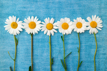 Six chamomiles in a row on a blue denim