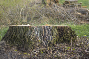 ścięty pień © winiar
