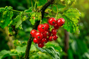 bush of red currant growing in a garden.Background of red currant. Ripe red currants close-up as background. Harvest the ripe berries of red currants.Summer Harvest