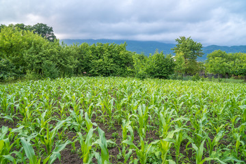 Fototapeta na wymiar Small corn field agriculture. Green nature. Rural farm land in summer