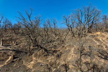 Forest Fire in Sicilia, Patti, Italy