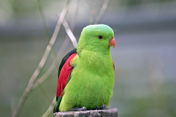 red winged parrot