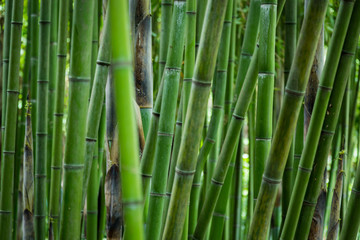 Fototapeta na wymiar the bamboo forest