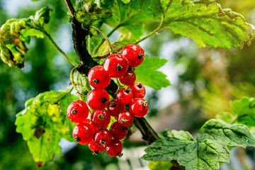 bush of red currant growing in a garden.Background of red currant. Ripe red currants close-up as background. Harvest the ripe berries of red currants.Summer Harvest
