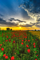 Beautiful red poppies field sunrise panoramic view, Alsace, France