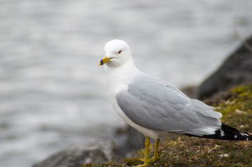 Mouette