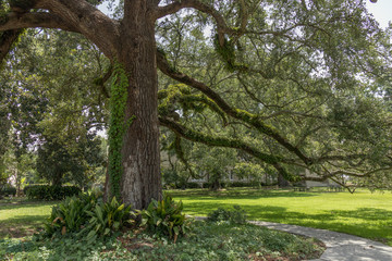 The Mighty Oak Tree with Fern growing on Limbs