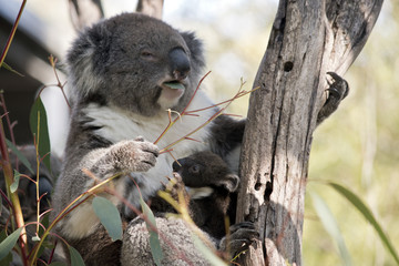 koala and joey