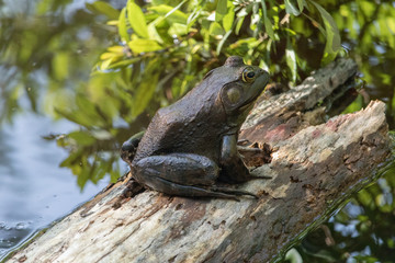 Closeup of Toad sitting on Log on the Water's Edge