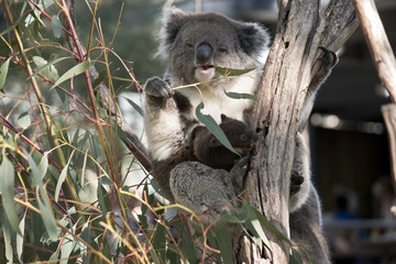 koala and joey