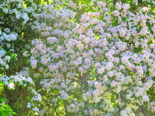 Mountain Laurel flowers