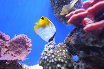 Fototapeta na wymiar Poisson tropical en aquarium 