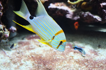 Poisson des mers coloré