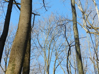 Trees And Sky