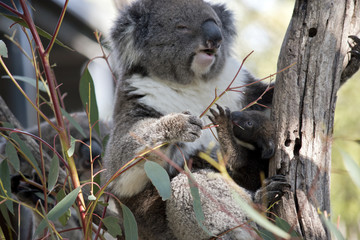 koala and joey