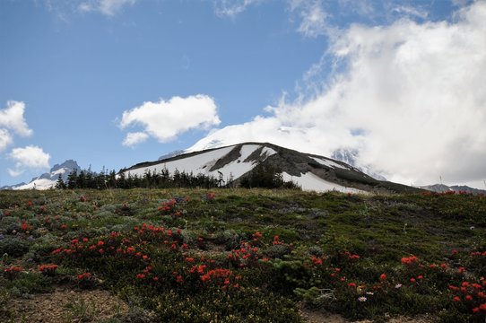 Mt. Rainier Background at National Park