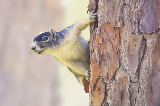 Sherman's Fox Squirrel (Sciurus niger shermani) on pine tree trunk, Florida, America, USA