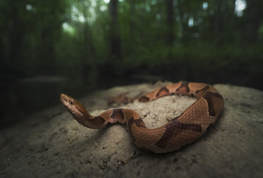 Southern copperhead snake (Agkistrodon contortrix) on a sand bank by a stream, Florida, America, USA