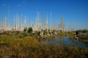 everglades swamp with dead malaluca trees 