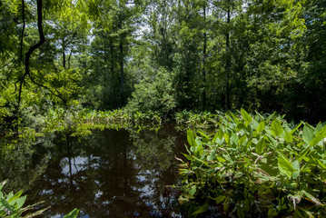Florida everglades swamp with green plants 