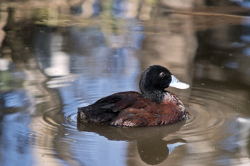 blue billed duck