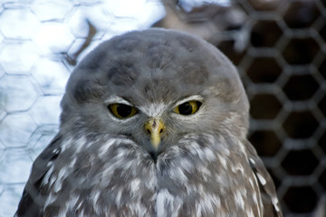 barking owl
