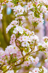 Spring blossoms, pink flowers.