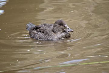 blue billed duck
