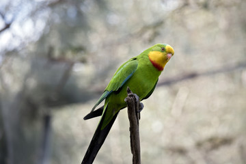 superb parrot
