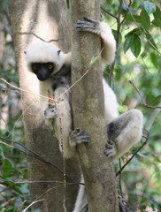 lémurien de madagascar 