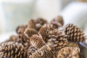 Detail on Pine Cones