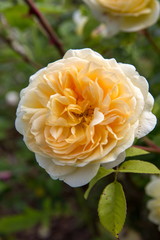 Blooming yellow English rose in the garden on a sunny day. David Austin Rose
