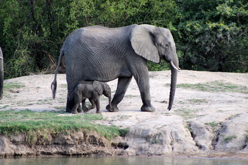 Mère éléphant avec son petit dans une réserve en Afrique du Sud