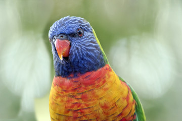 rainbow lorikeet