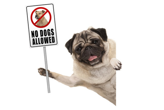 Smiling Pug Puppy Dog Holding Up Prohibitory No Dogs Allowed Sign, Isolated On White Background