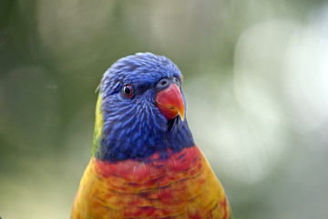rainbow lorikeet