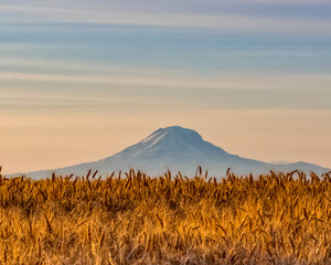 Let the Harvest Begin 