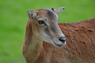 Bock