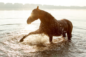 Pferd planscht im See