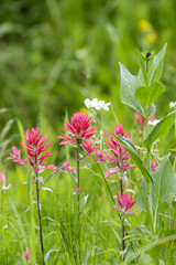 Obraz premium Big Sky EZ, Montana