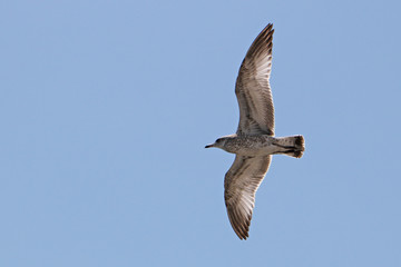 Spread Your Wings and Fly