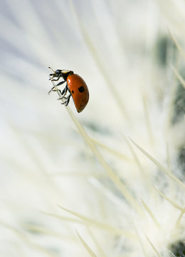 European seven spotted ladybird (Coccinella septempunctata) on a cactus
