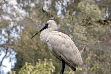 royal spoonbill