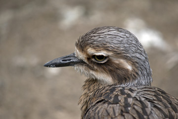 bush stone curlew